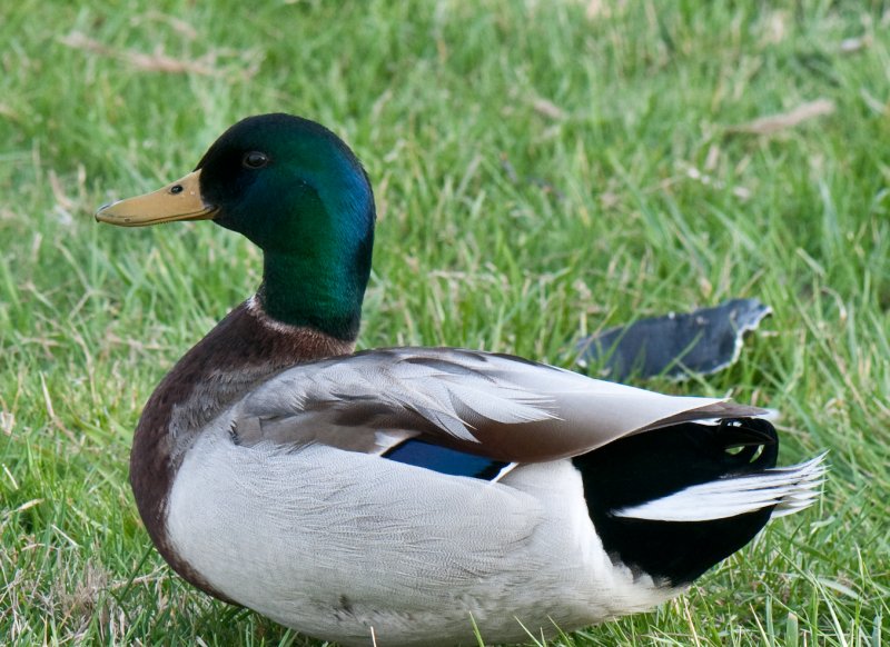 015_DSC5539.jpg - Not a decoy...